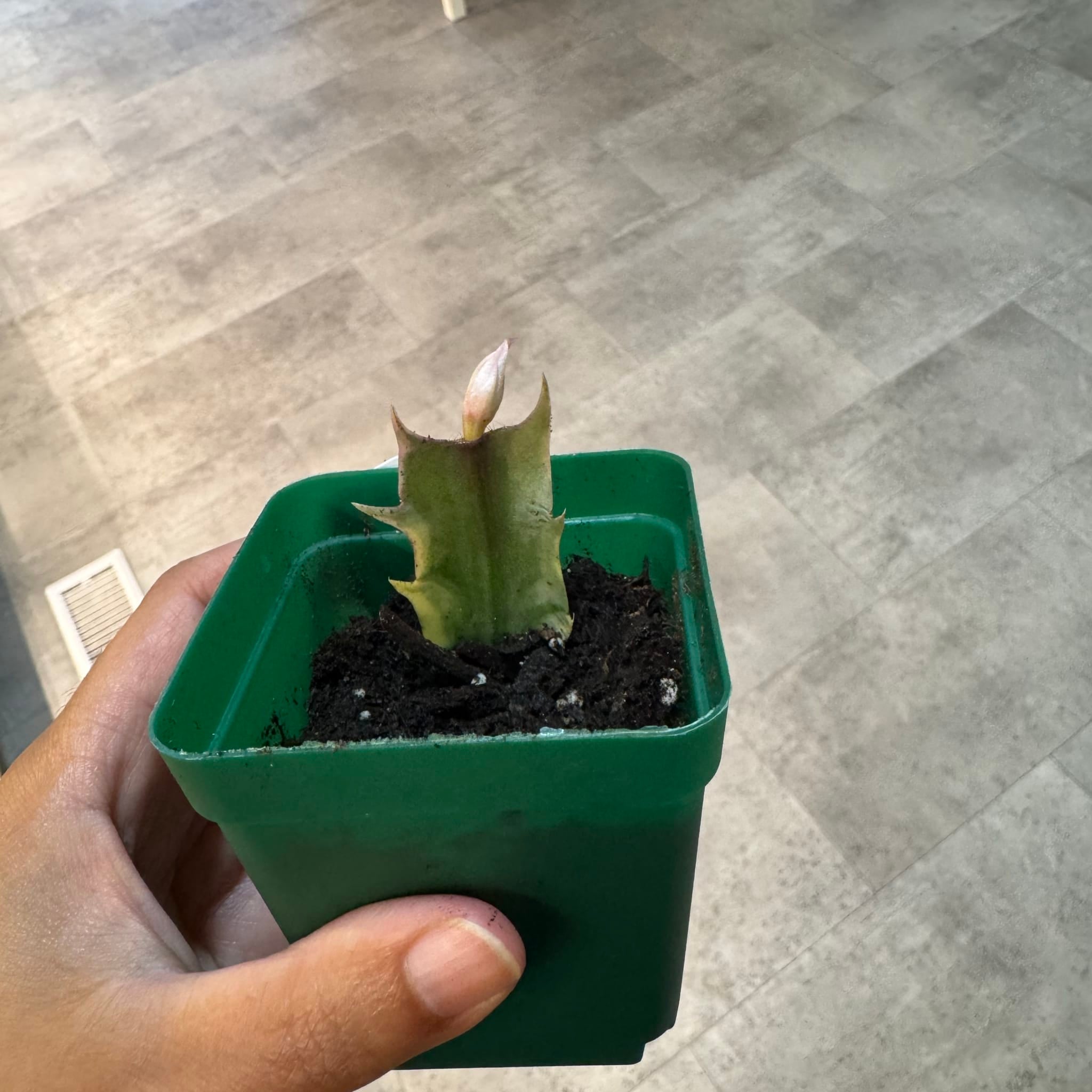 efeutute marble queen ableger Epipremnum 'Marble Queen' main image 0