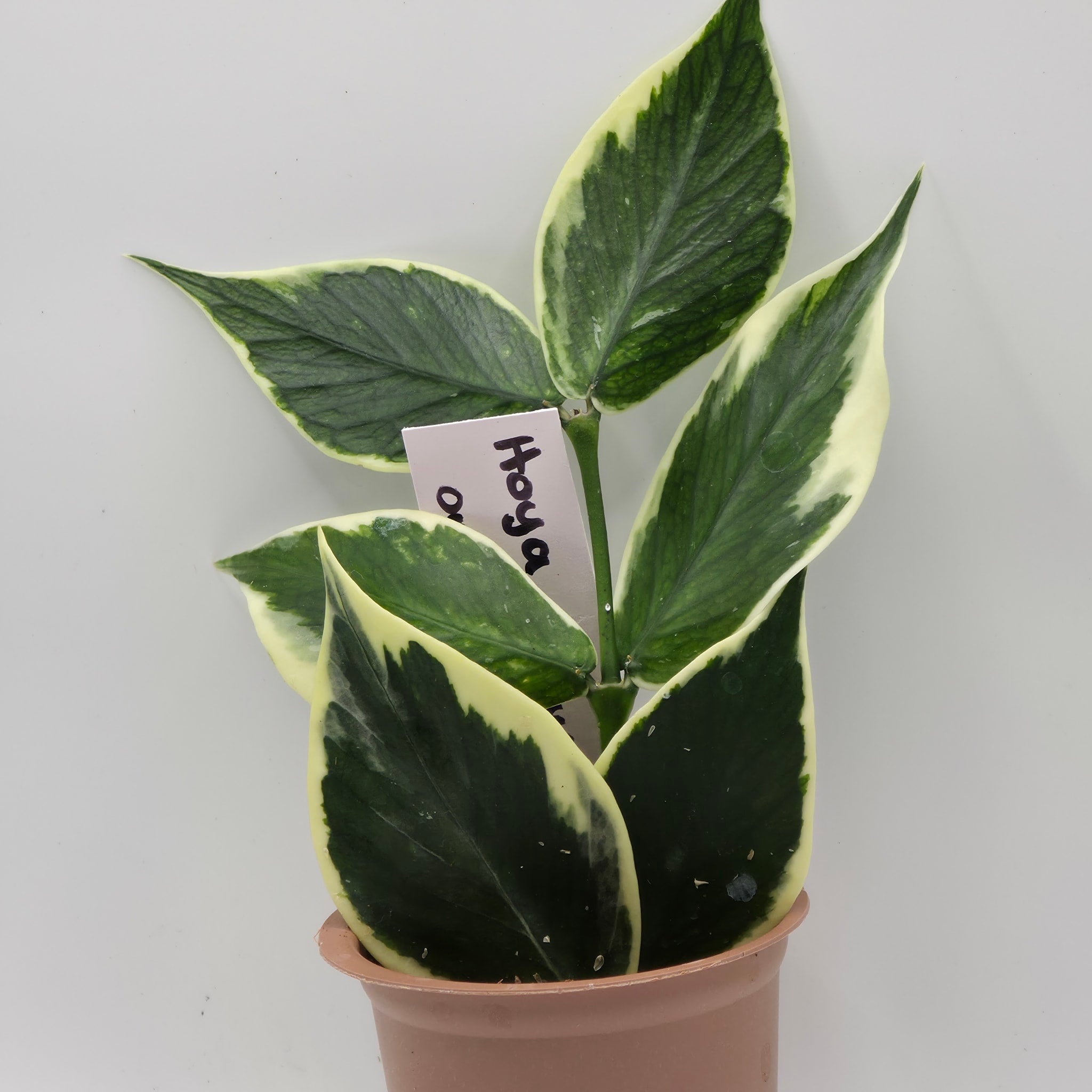 Hoya Polyneura Outer Variegated – Rare Trailing Hoya | My Jungle Roots