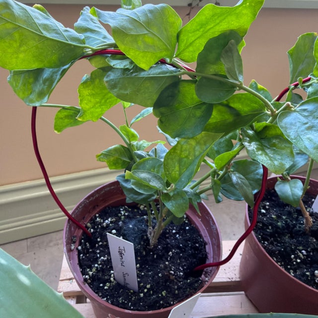 Uncommon & Unique Houseplants | My Jungle Roots