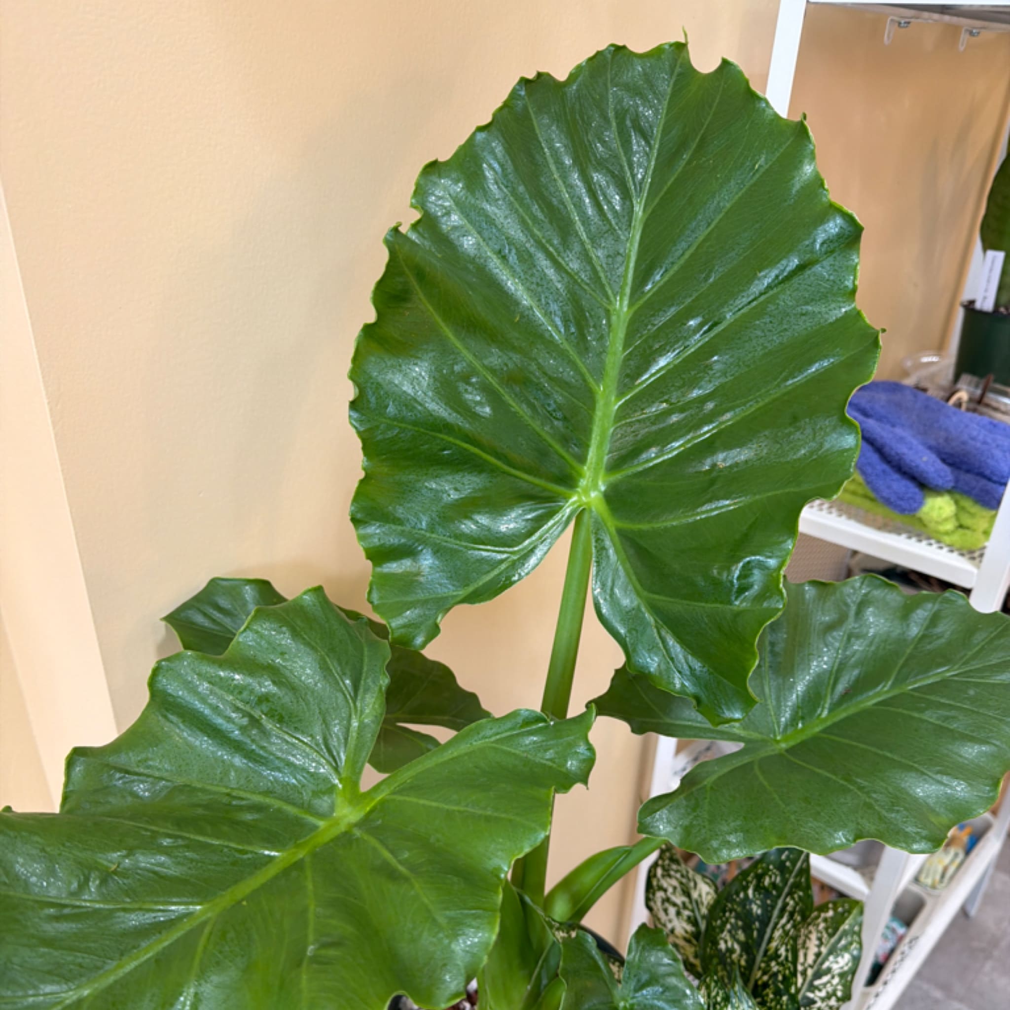 Alocasia Emerald Isle – Glossy Deep Green Tropical Plant | My
