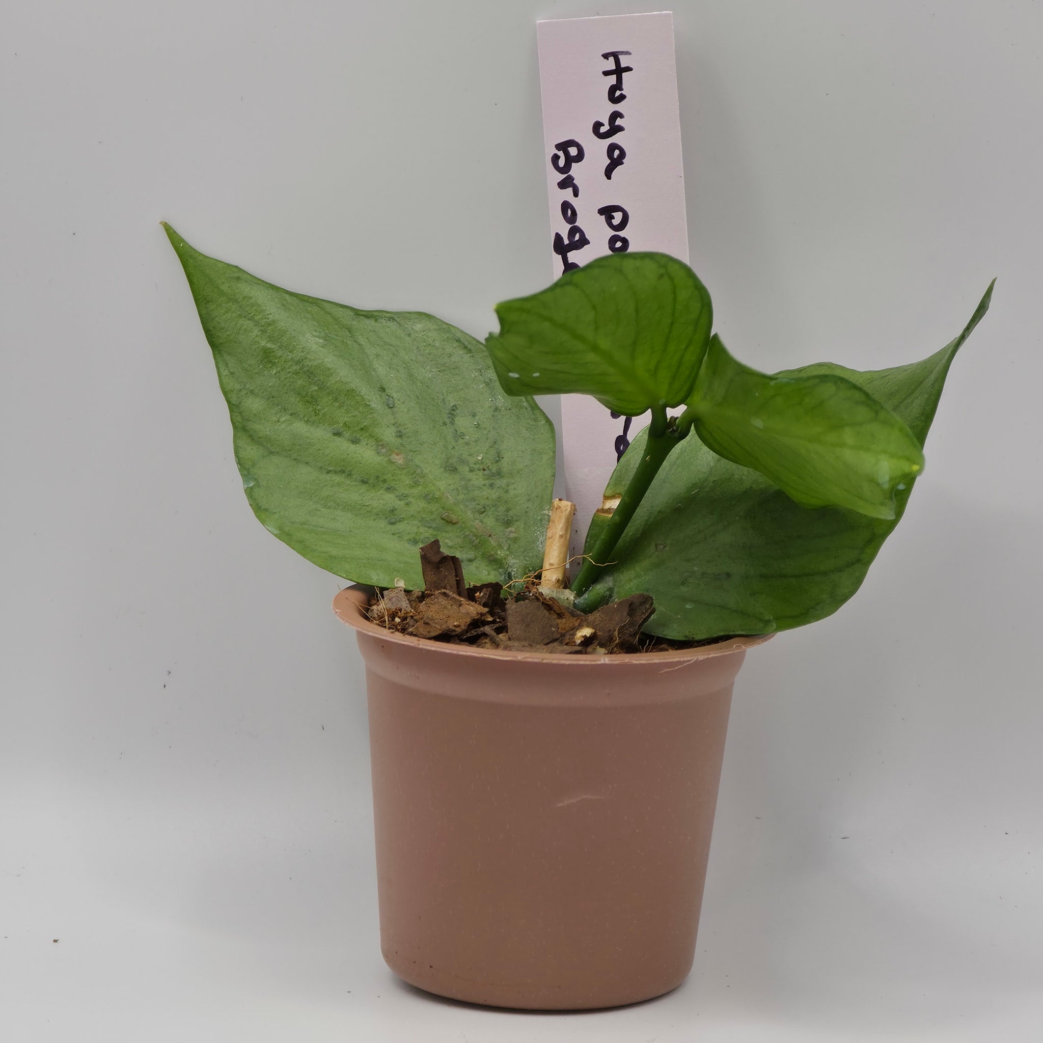 Hoya Polyneura Broget – Multicolored Fish Tail Hoya | My Jungle Roots
