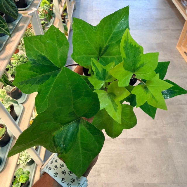 Uncommon & Unique Houseplants | My Jungle Roots