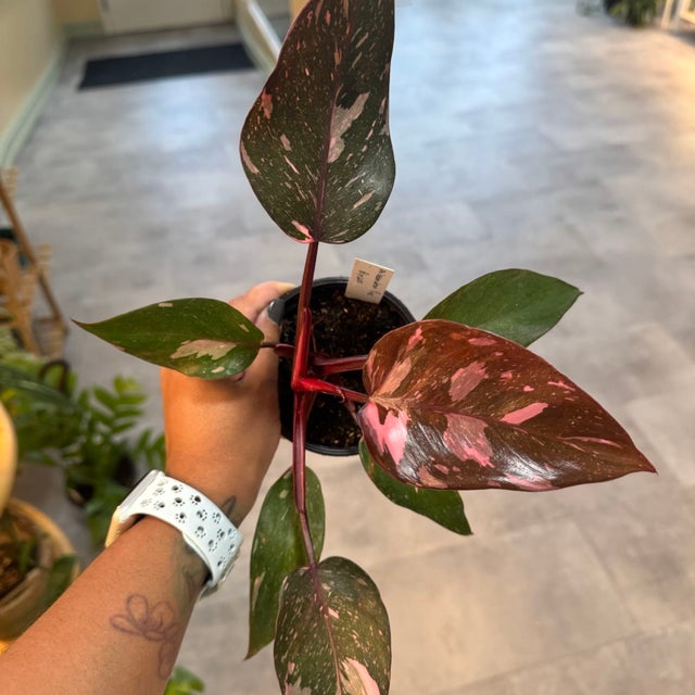 Shop Tropical Houseplants Online  Canada-Wide Shipping | My Jungle Roots