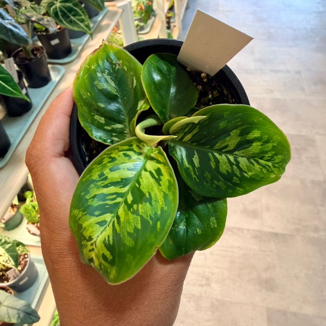 Uncommon & Unique Houseplants | My Jungle Roots
