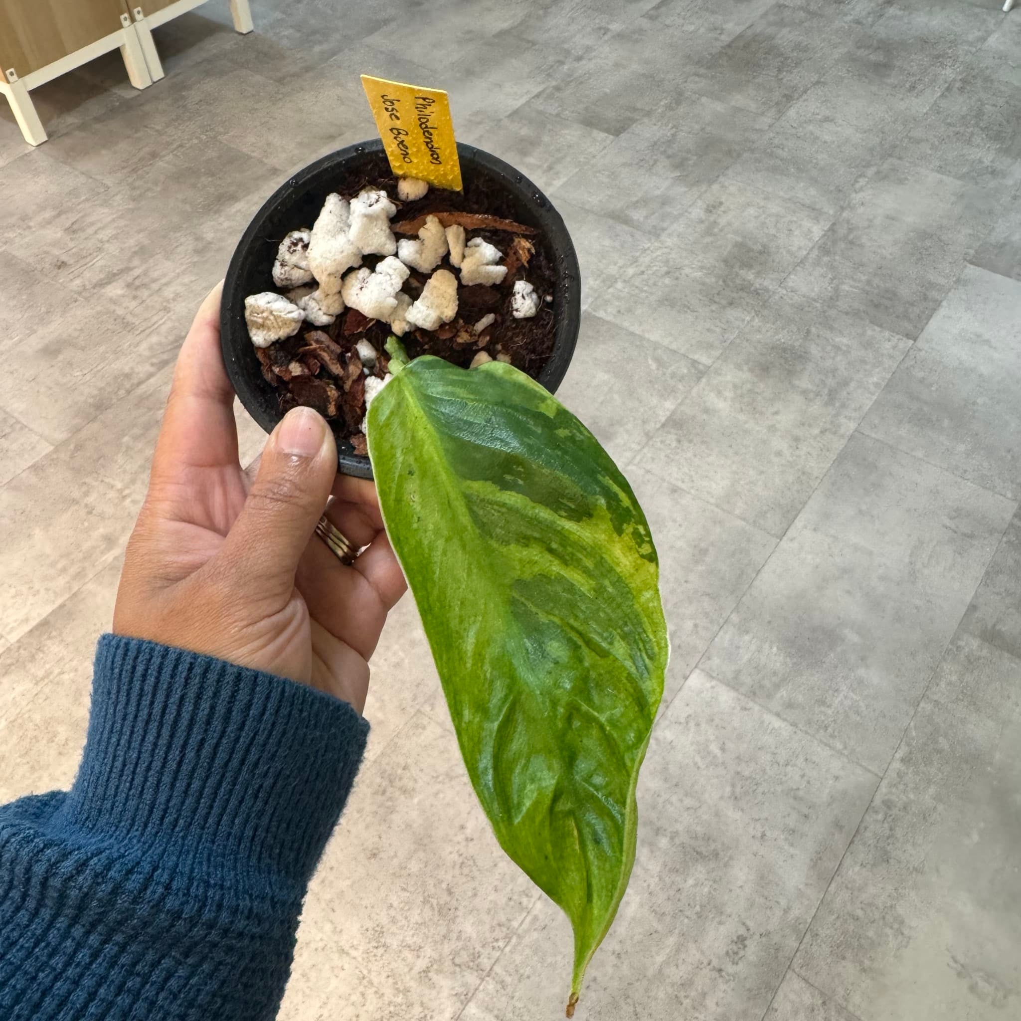 philodendron royal red Philodendron Congo Rojo | A Beautiful Houseplant | Purifies Air main image 0