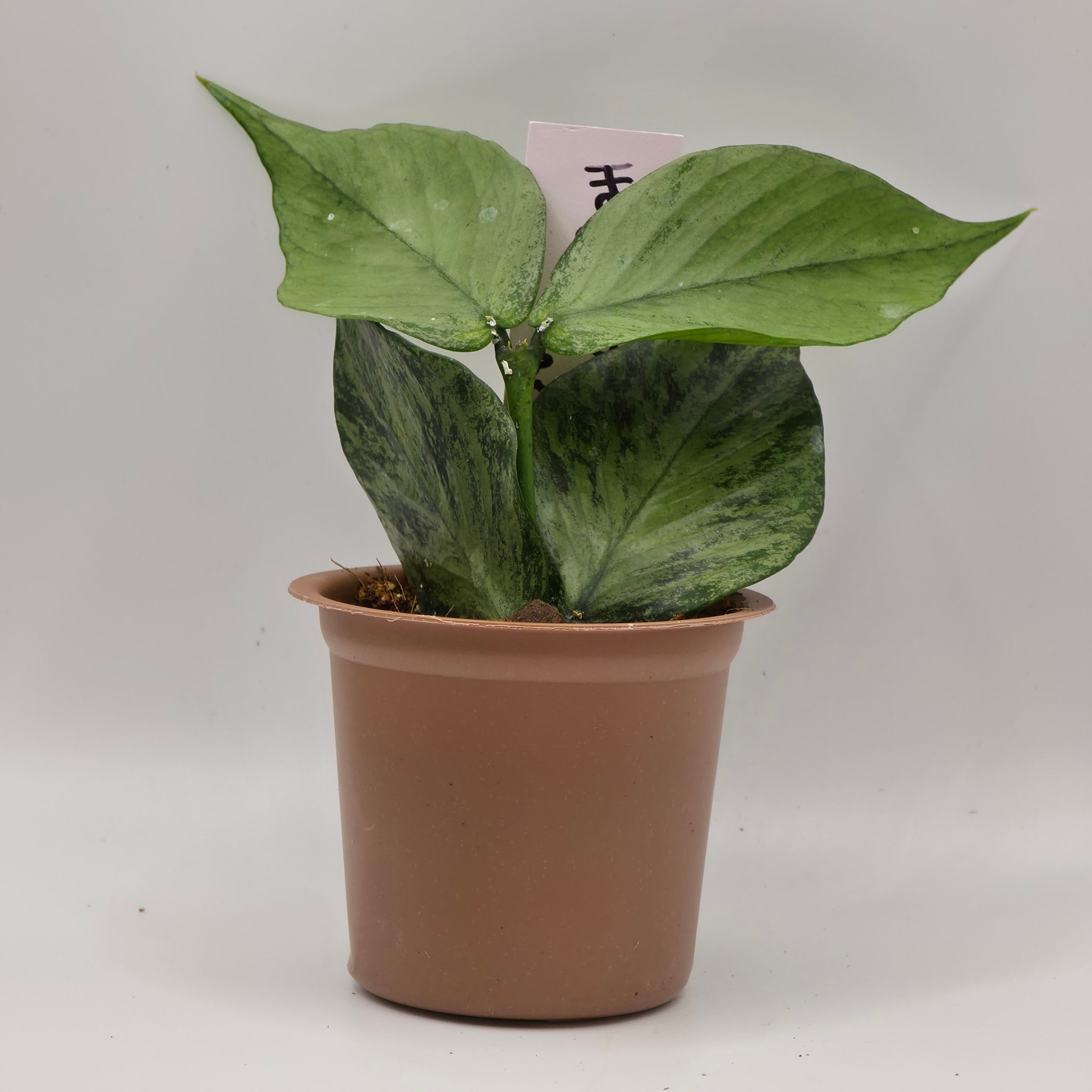 シルバー人魚ホヤ Hoya polyneura silver /broget US Seller- Hoya Silver Polyneura Broget Fully Rooted Stable Plant