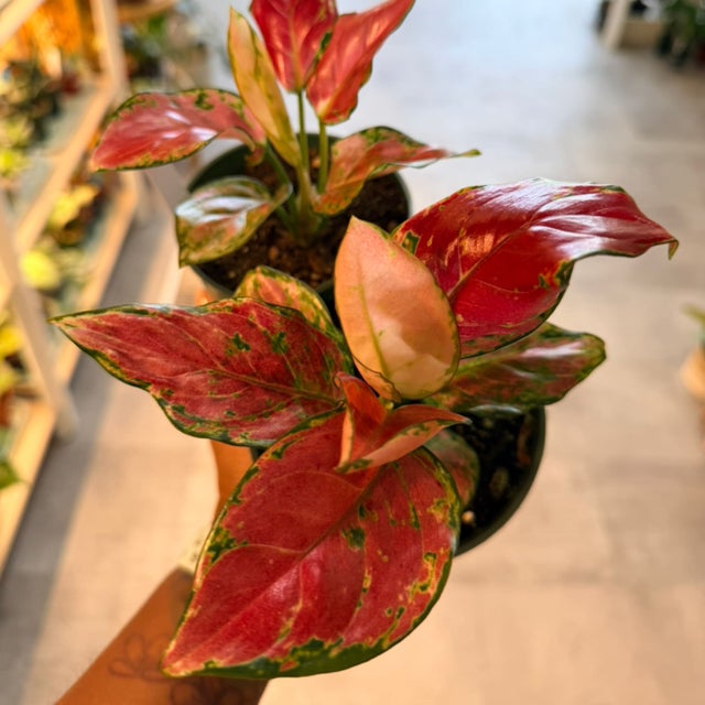 Aglaonema Plants  Colorful, Low-Light Beauties | My Jungle Roots