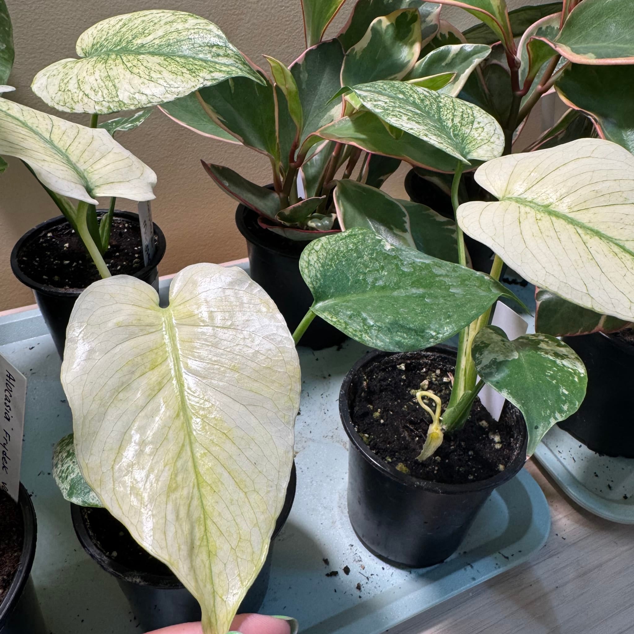 Monstera White Monster 3.5" Pot - Variegated Houseplant | My Jungle Roots