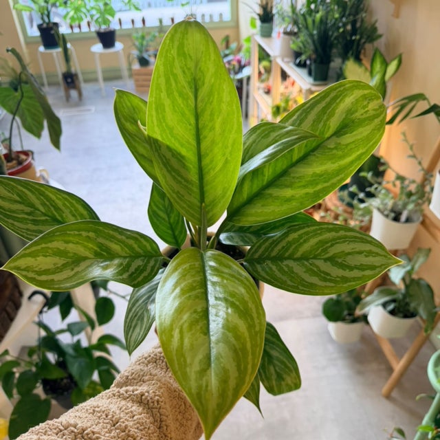 Aglaonema Plants – Colorful, Low-Light Beauties | My Jungle Roots