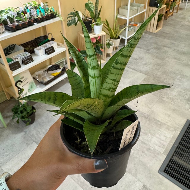 Sansevieria (Snake Plants) – Easy & Air-Purifying | My Jungle Roots