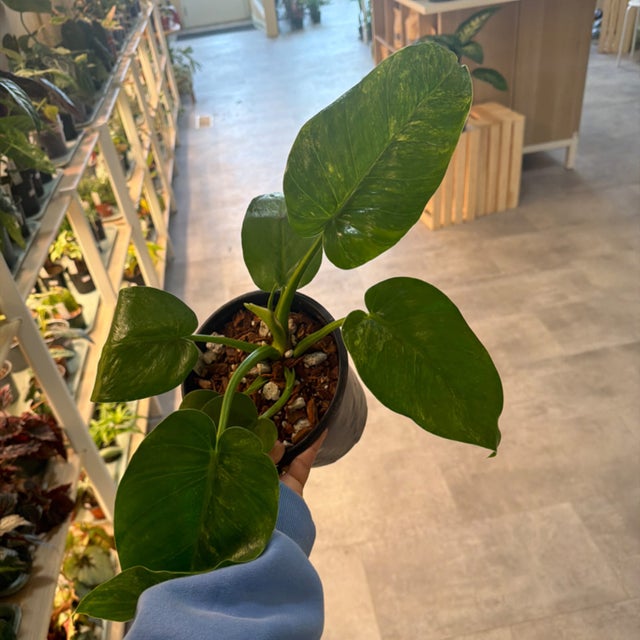 Philodendron Plants – Trailing & Upright Tropicals | My Jungle Roots