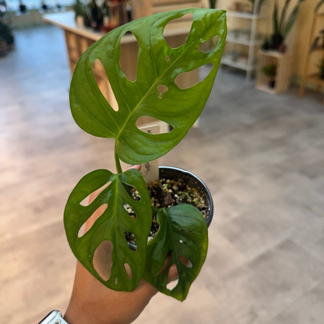 Shop the Monstera Collection 🪴 | My Jungle Roots