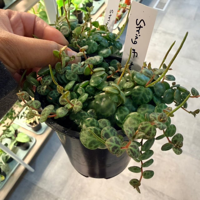 Shop Tropical Houseplants Online — Canada-Wide Shipping | My