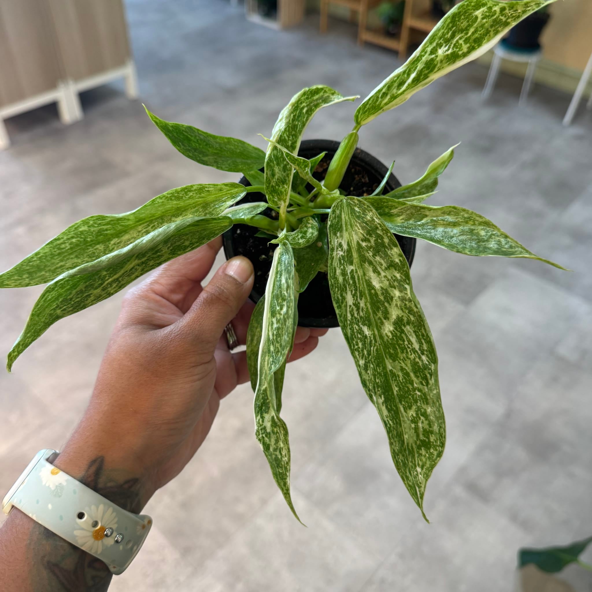 Philodendron Jose Bueno | Rare Variegated Houseplant | My Jungle Roots