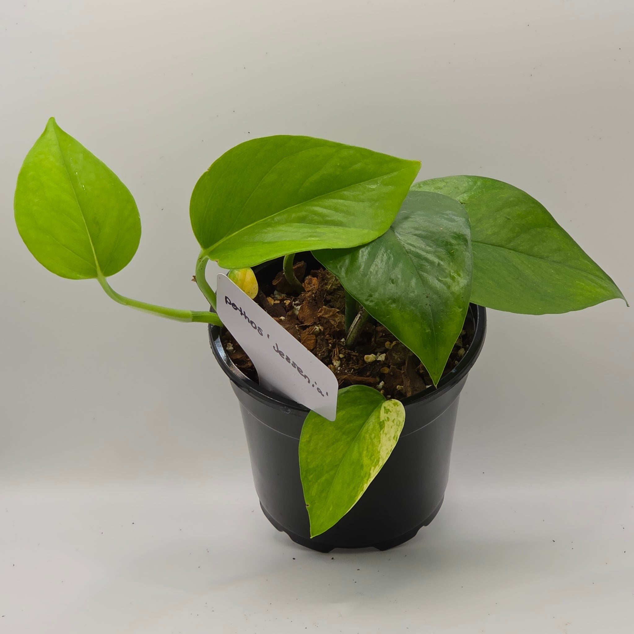 Pothos Jessenia  Marbled Green Trailing Vine | My Jungle Roots