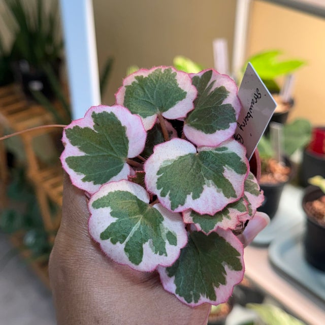 Shop Tropical Houseplants Online — Canada-Wide Shipping | My
