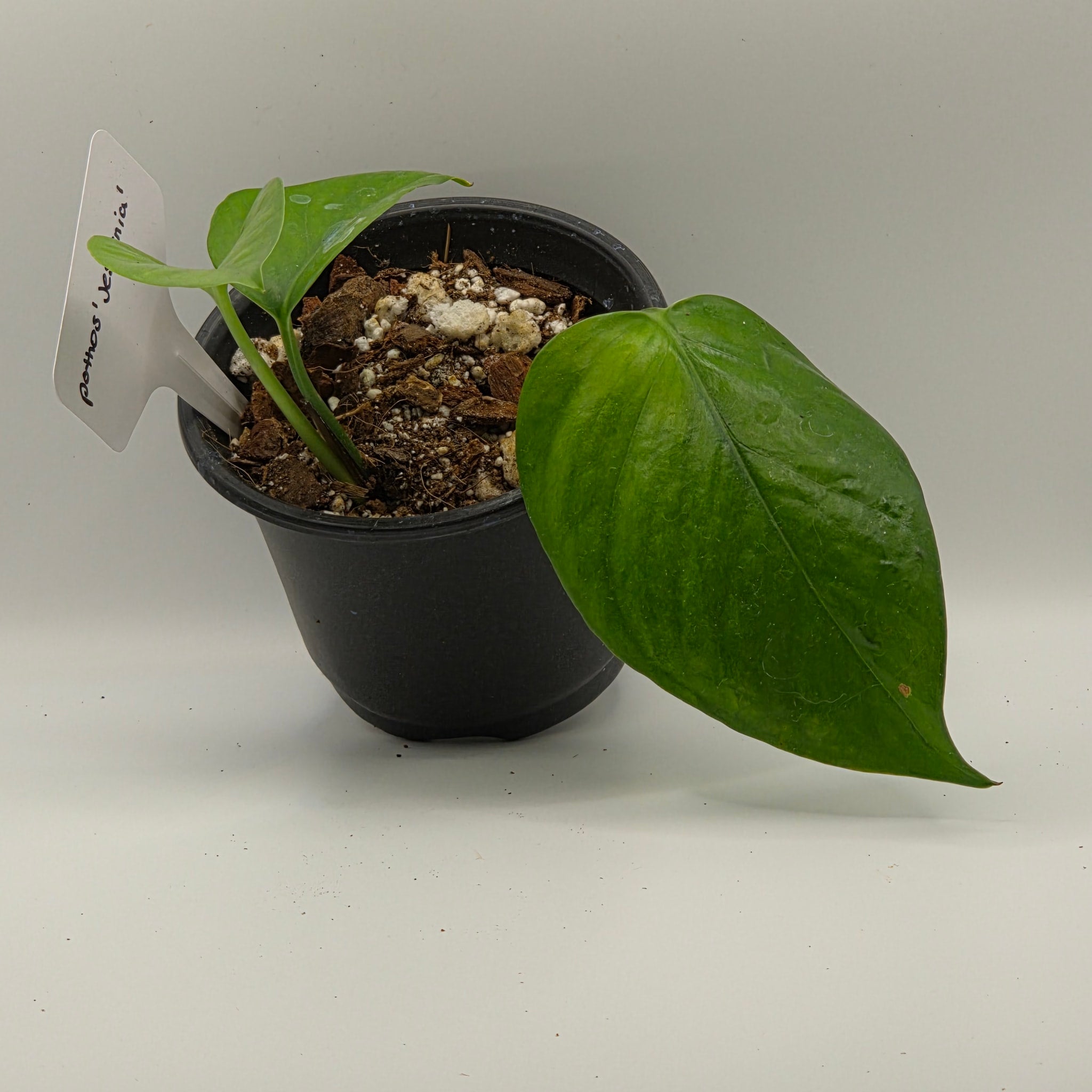 Pothos Jessenia  Marbled Green Trailing Vine | My Jungle Roots